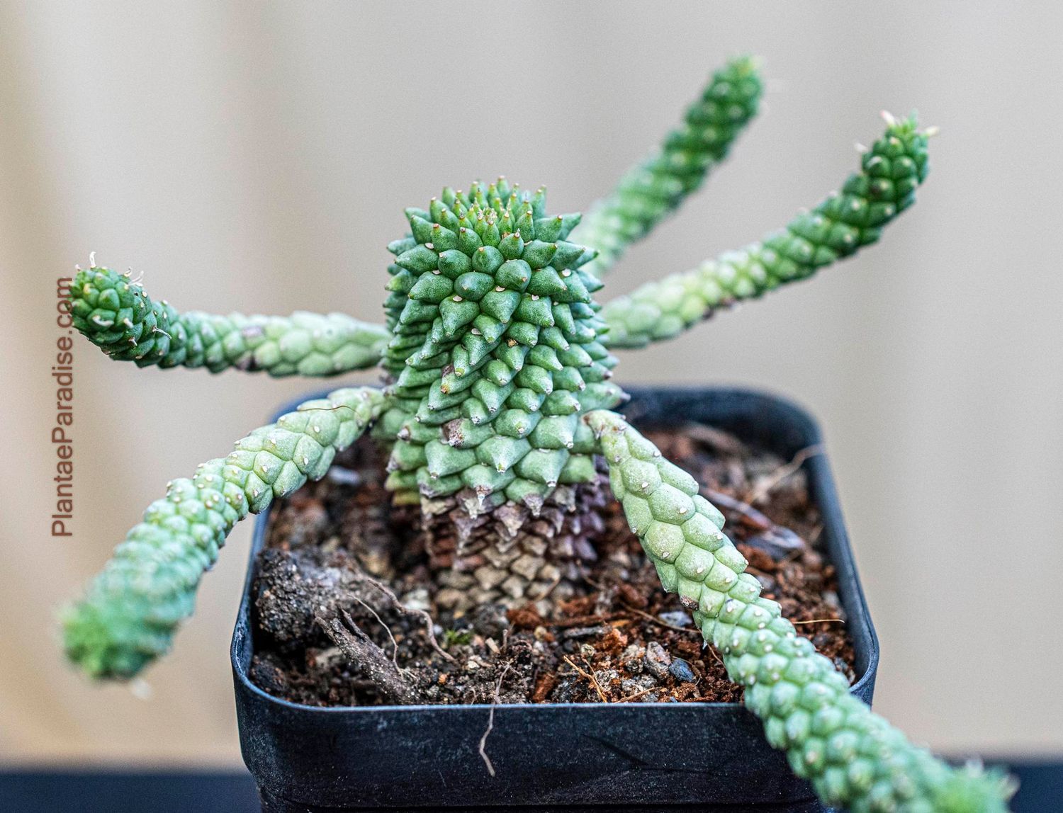 Euphorbia caput-medusae Euphorbia caput-medusae