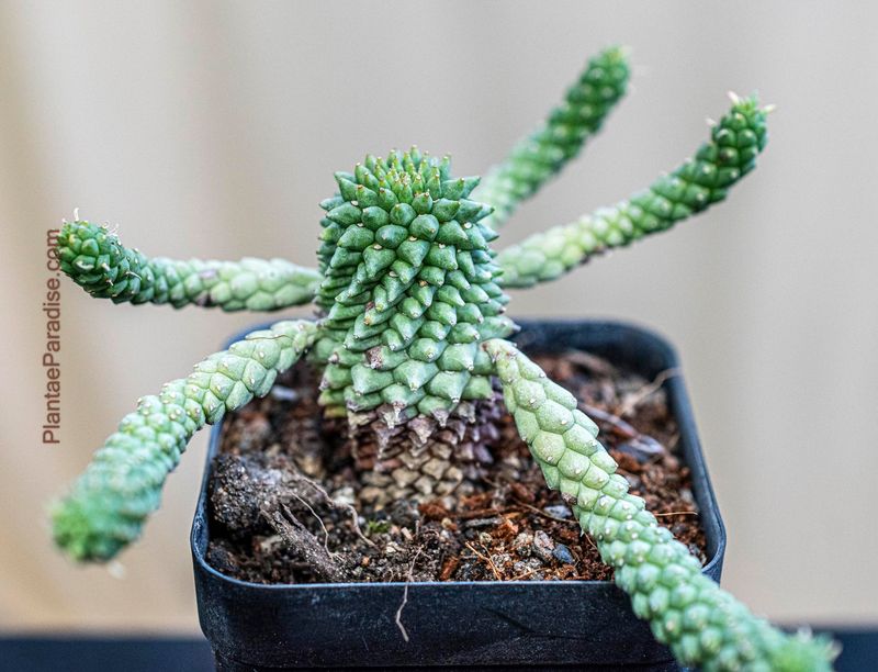 Euphorbia caput-medusae Euphorbia caput-medusae