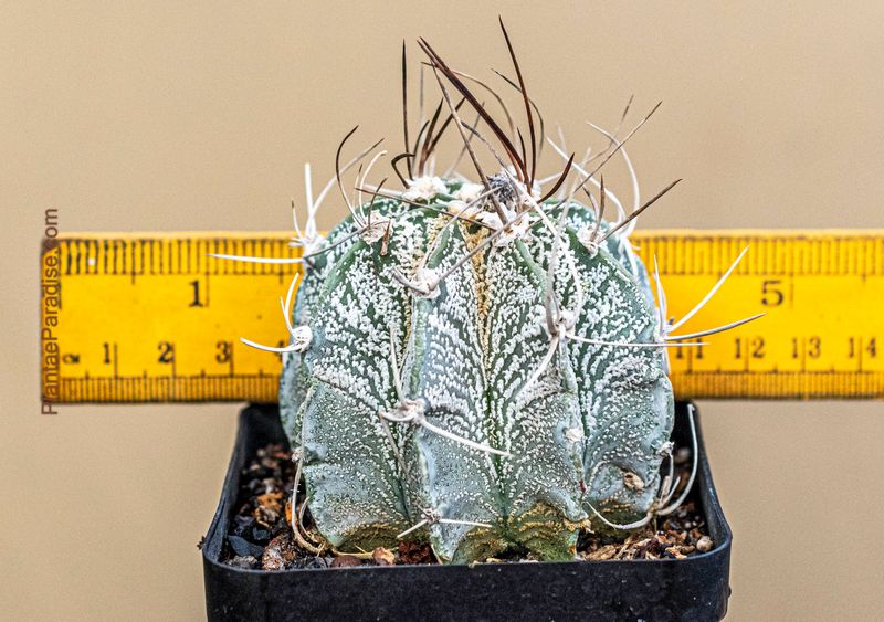 Astrophytum capricorne var. niveum 