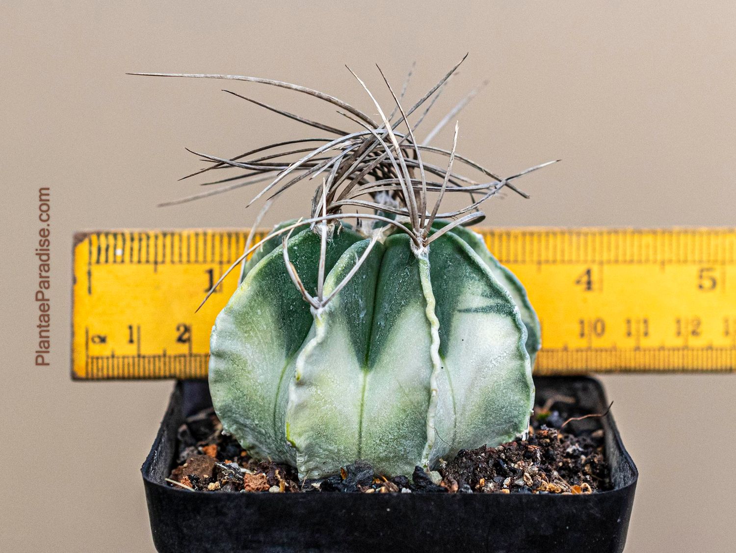 Astrophytum Capricorne Variegated