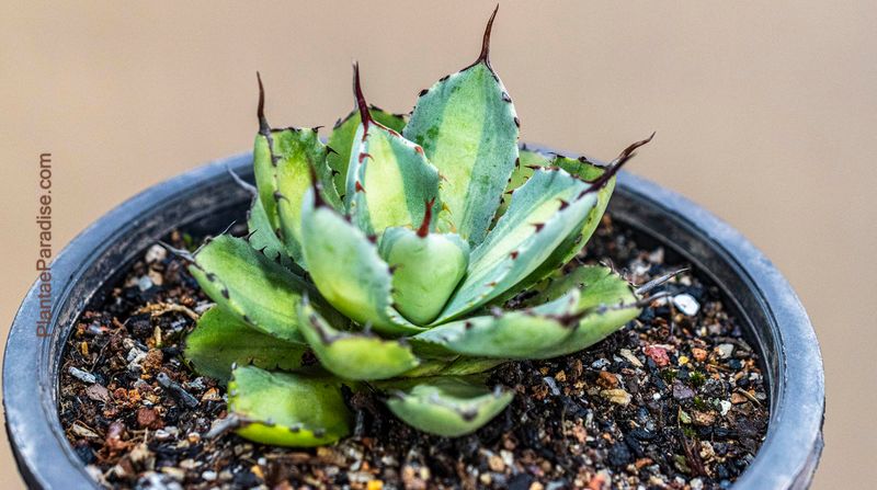 Agave 'Kissho Kan Nishiki' Mediopicta Lime Green variegation Agave 'Kissho Kan Nishiki' Mediopicta Lime Green variegation