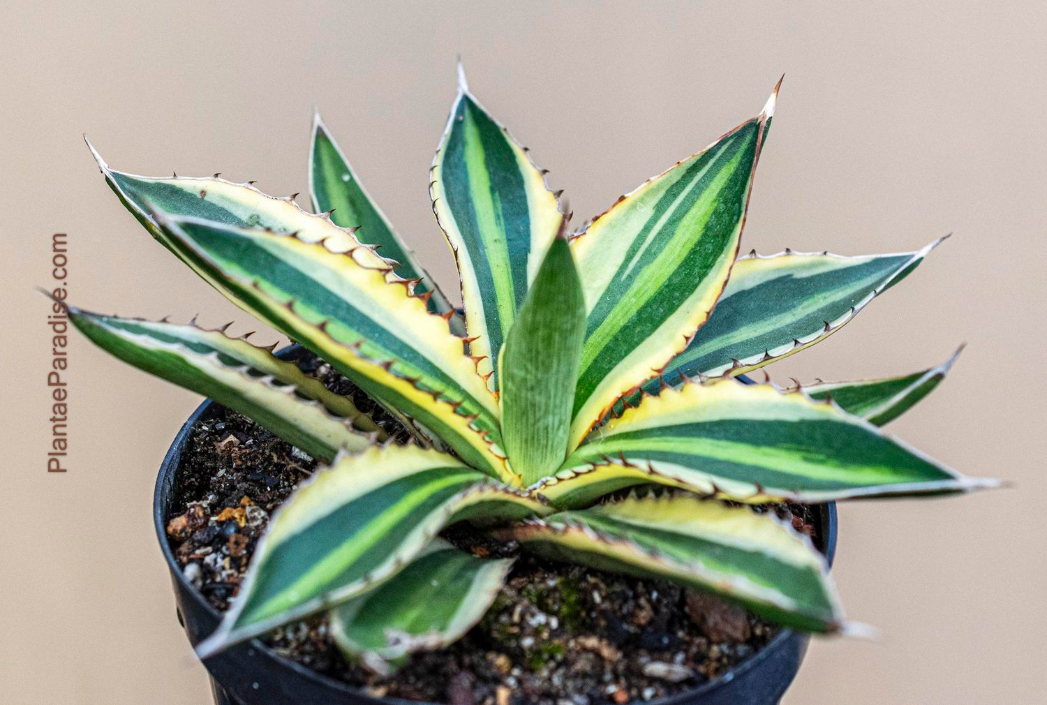 Agave lophantha Super White Agave lophantha Super White