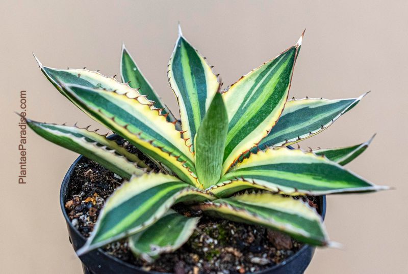 Agave lophantha Super White Agave lophantha Super White