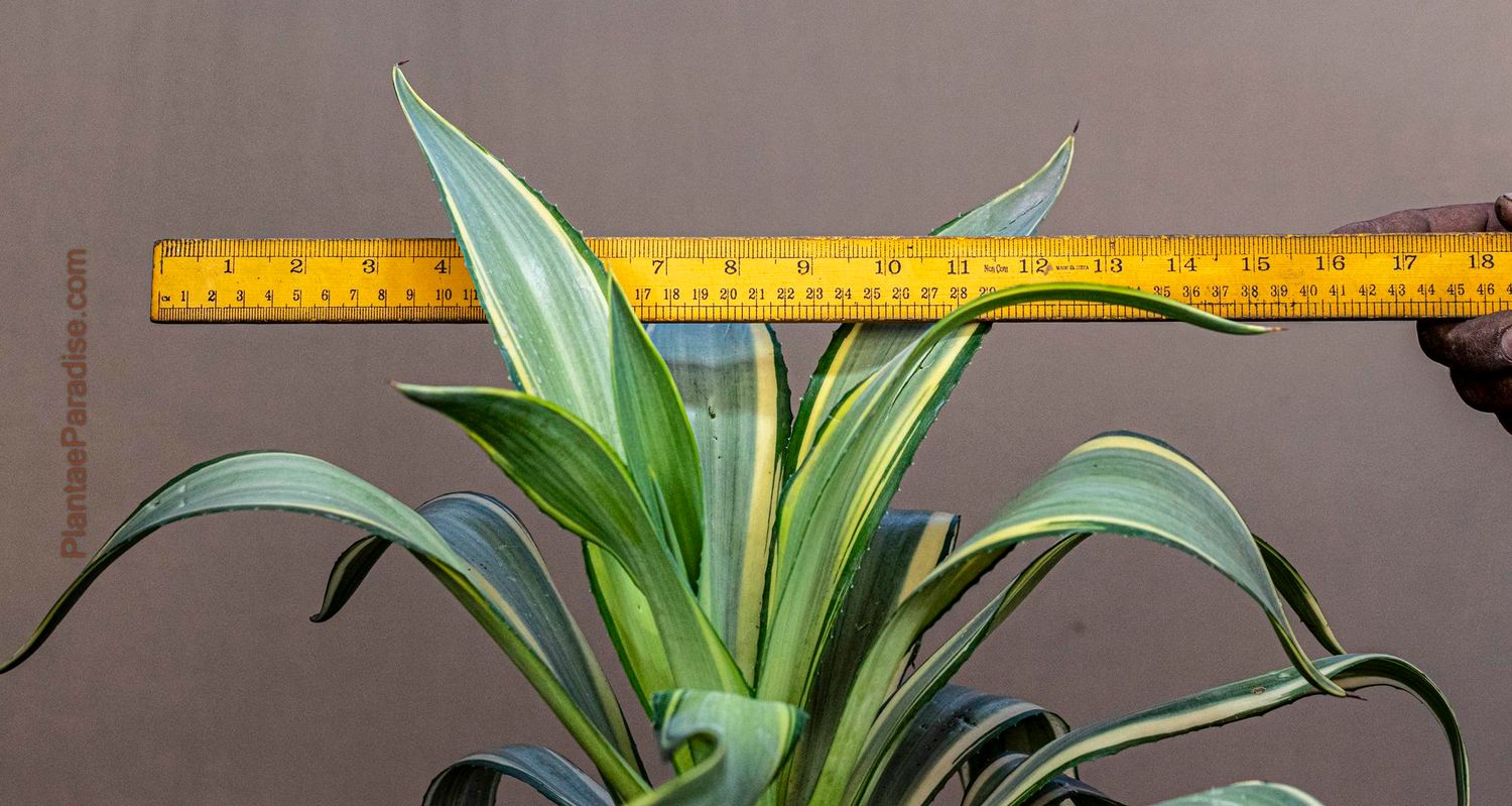 Agave desmettiana 'Joe Hoak' Variegated Century Plant Agave desmettiana 'Joe Hoak' Variegated Century Plant