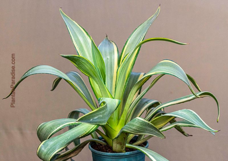 Agave Desmettiana 'Joe Hoak' Variegated Century Plant