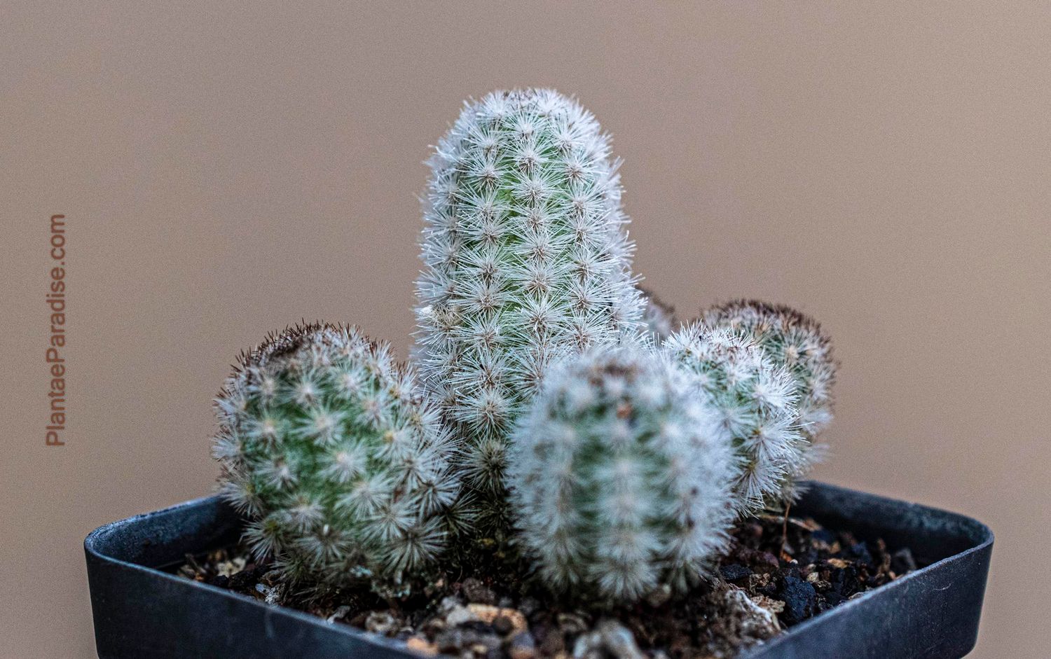 Pygmaeocereus bylesianus (rowleyanus)