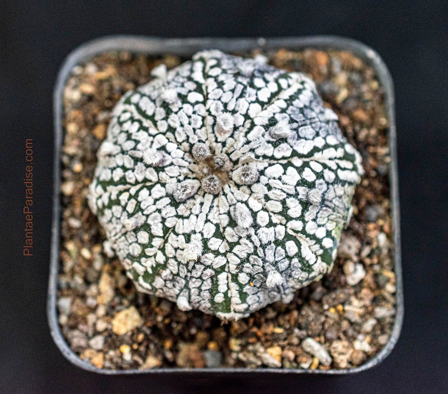 Astrophytum asterias MIRACLE / STAR KABUTO