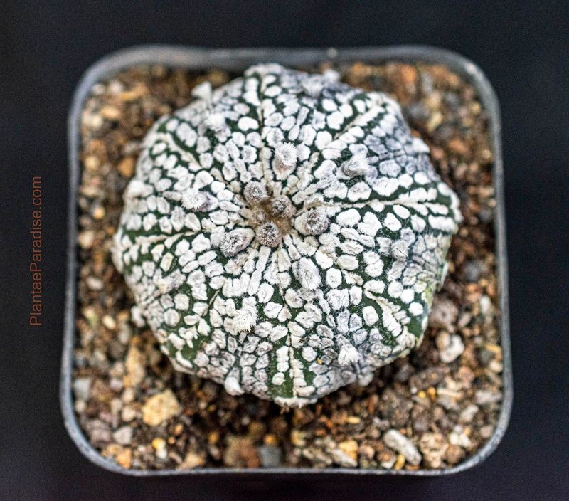 Astrophytum asterias MIRACLE / STAR KABUTO