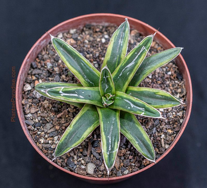 Agave Victoria reginae Ring of Gold Agave Victoria reginae Ring of Gold