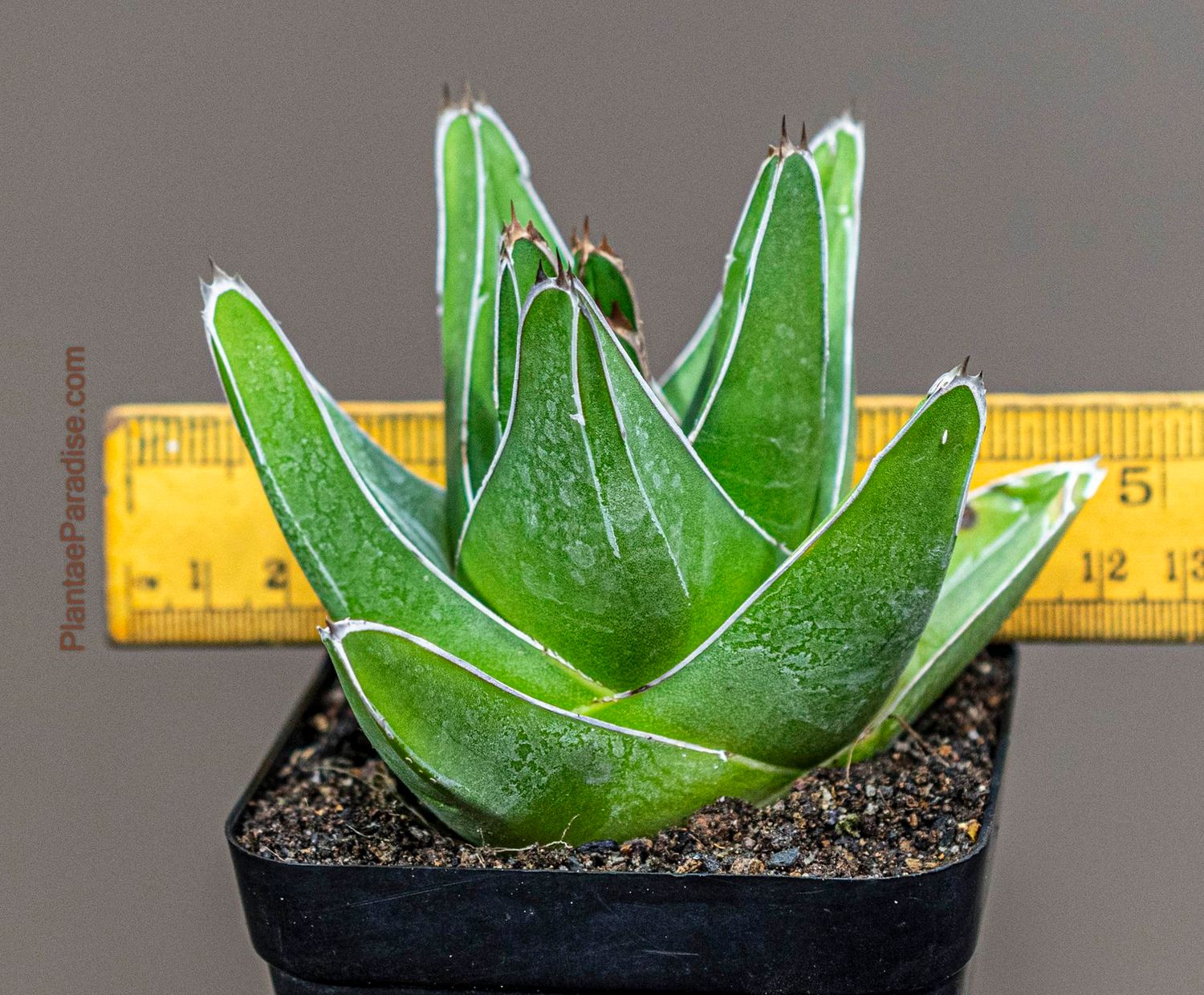 Agave victoria reginae  (Wide leaf form)-Size