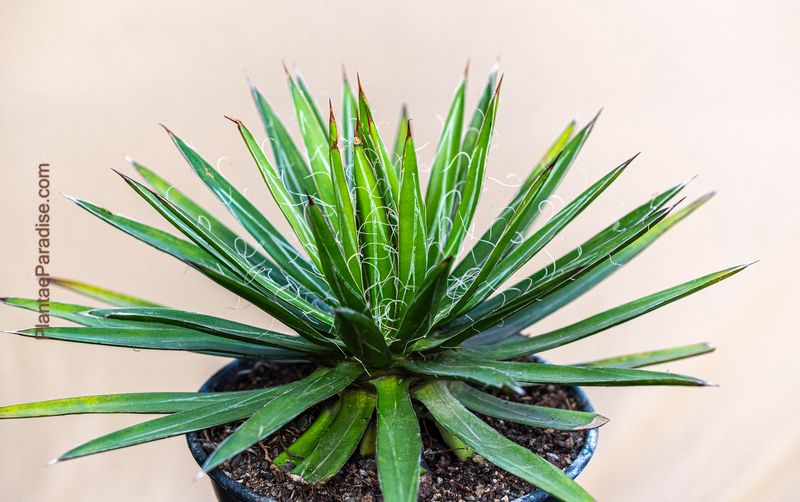 Agave filifera subs. schidigera Agave filifera subs. schidigera