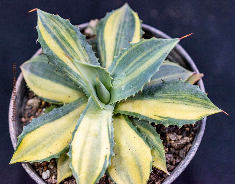 Agave isthmensis striata variegated Agave isthmensis striata variegated