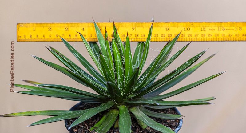 Agave filifera subs. schidigera