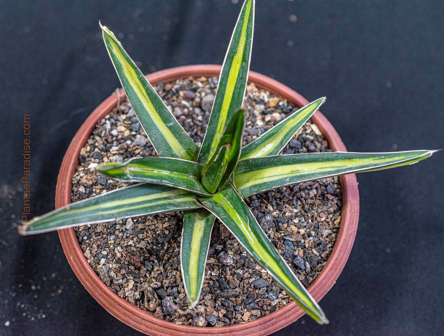 Agave victoriae-reginae mediopicta variegated