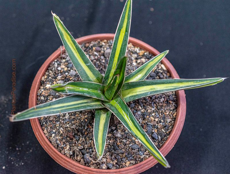 Agave victoriae-reginae mediopicta variegated Agave victoriae-reginae mediopicta variegated