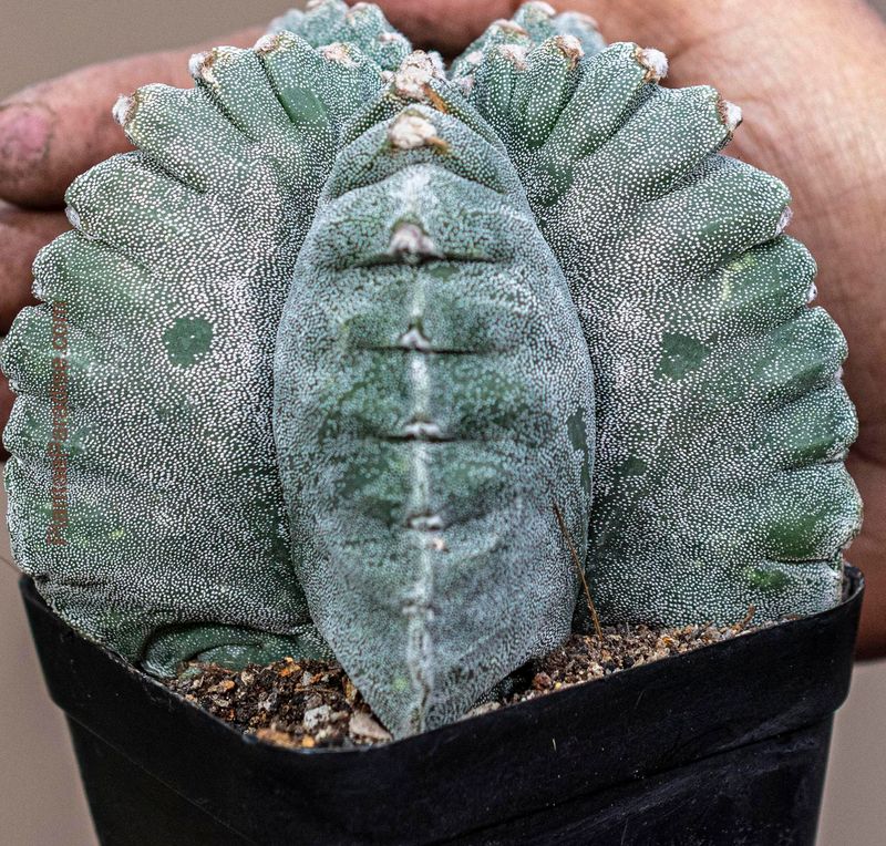 Astrophytum myriostigma cv KIKKO