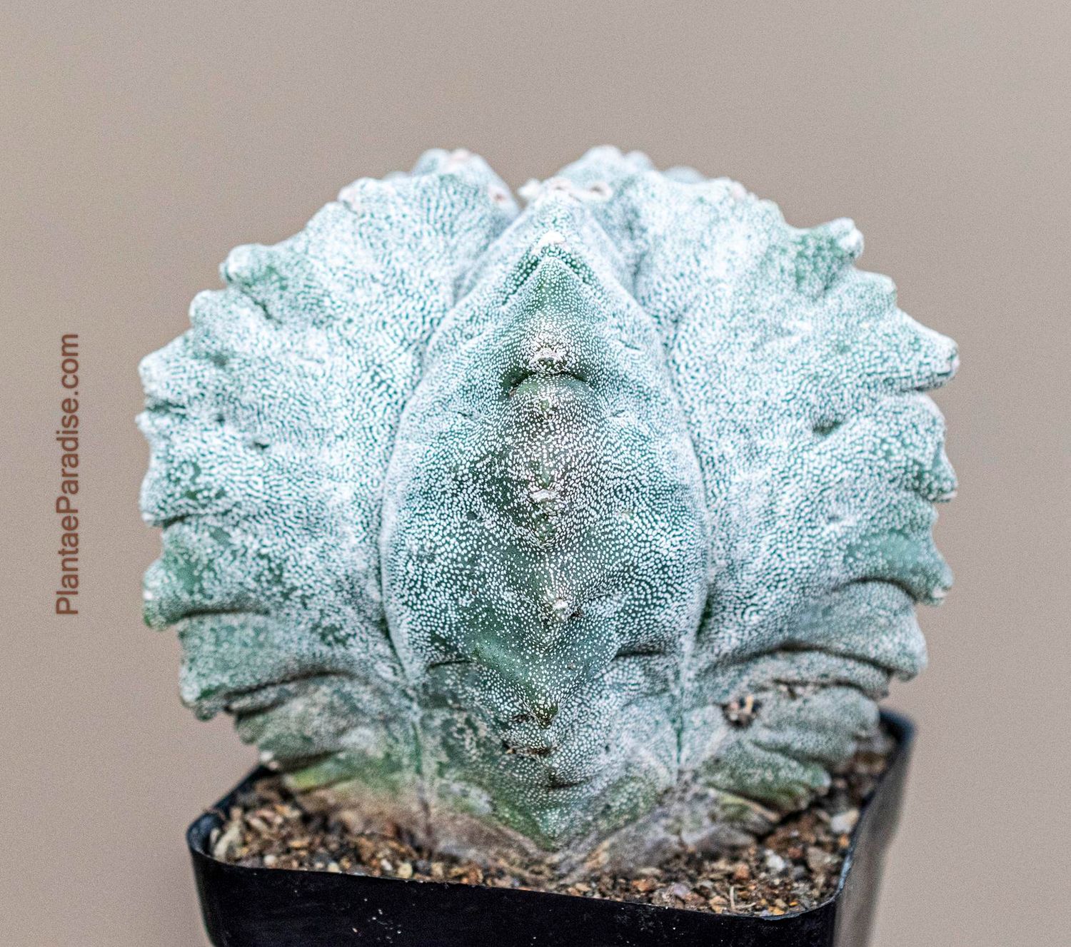 Astrophytum myriostigma cv KIKKO