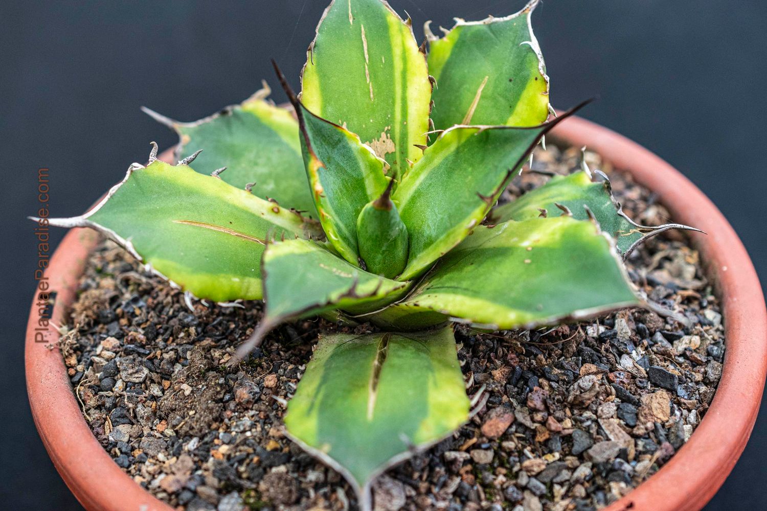 Agave banana peel Agave banana peel