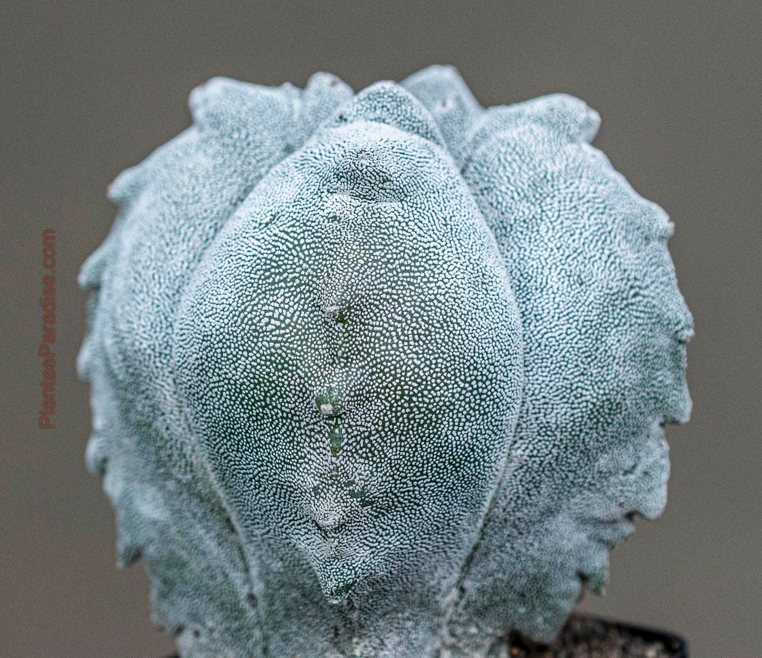 Astrophytum myriostigma cv KIKKO  X ONZUKA