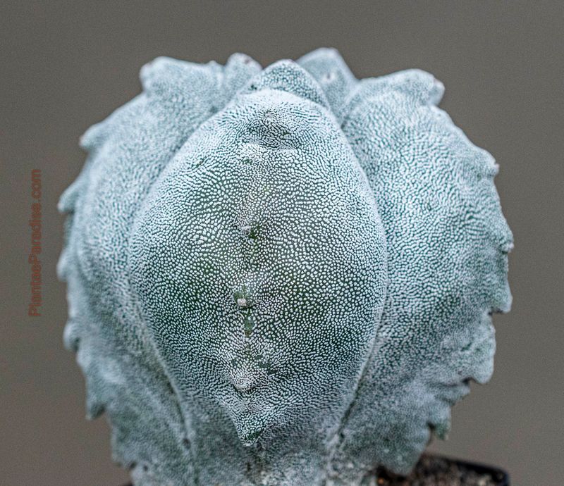 Astrophytum myriostigma cv KIKKO  X ONZUKA
