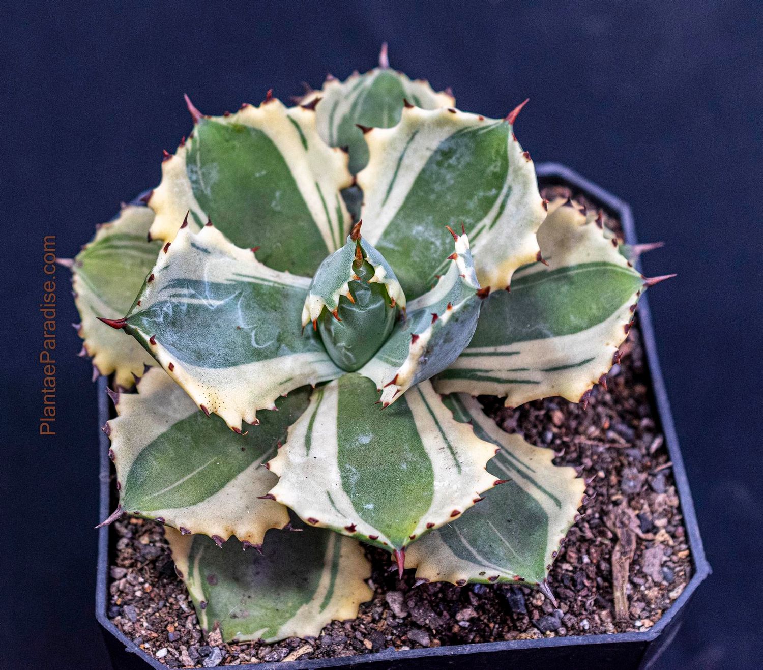 Agave isthemensis kabutogani marginata variegated