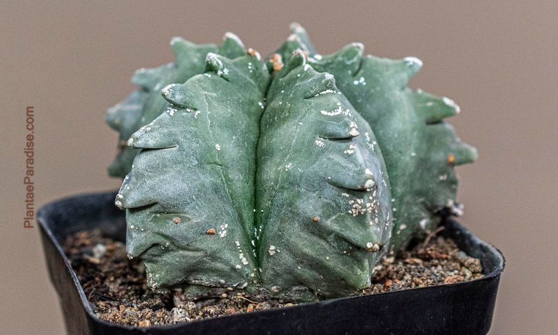 Astrophytum myriostigma NUDUM  cv KIKKO