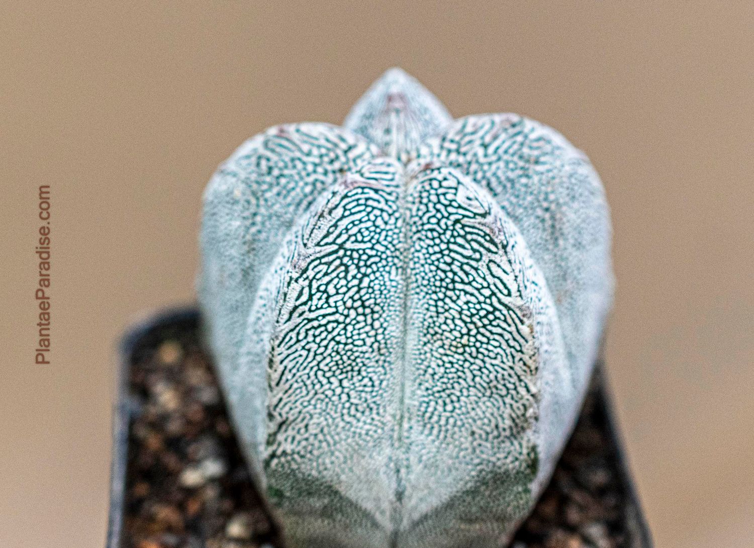 Astrophytum myriostigma cv Onzuka