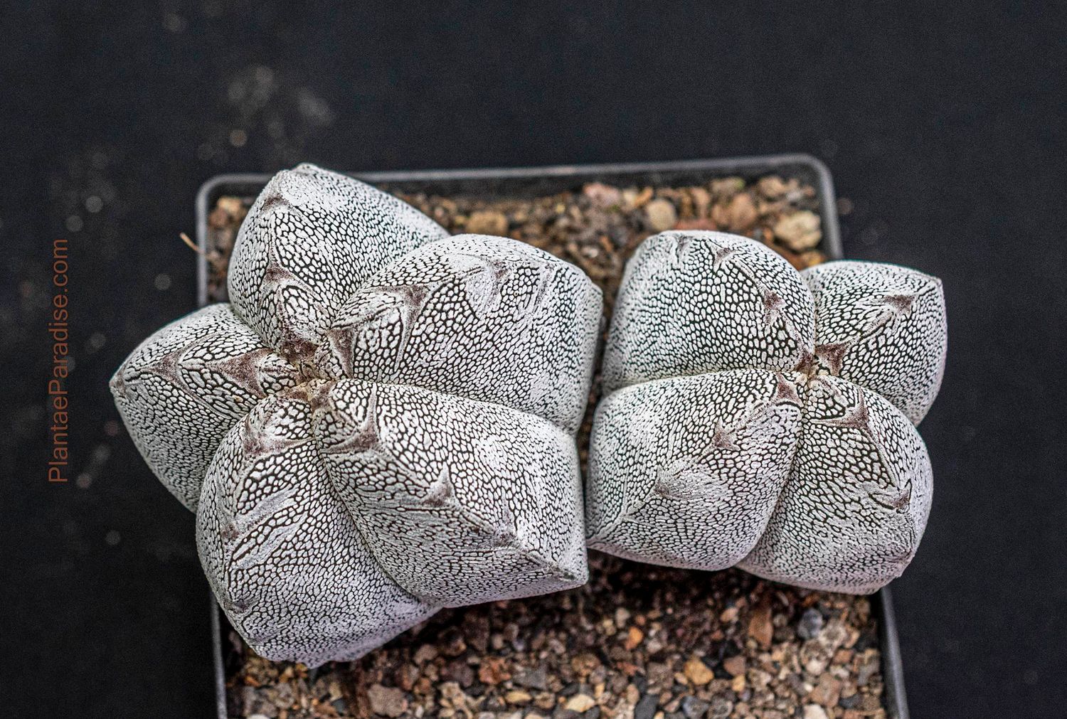 Astrophytum myriostigma cv ONZUKA BROWN LINES Astrophytum myriostigma cv ONZUKA BROWN LINES