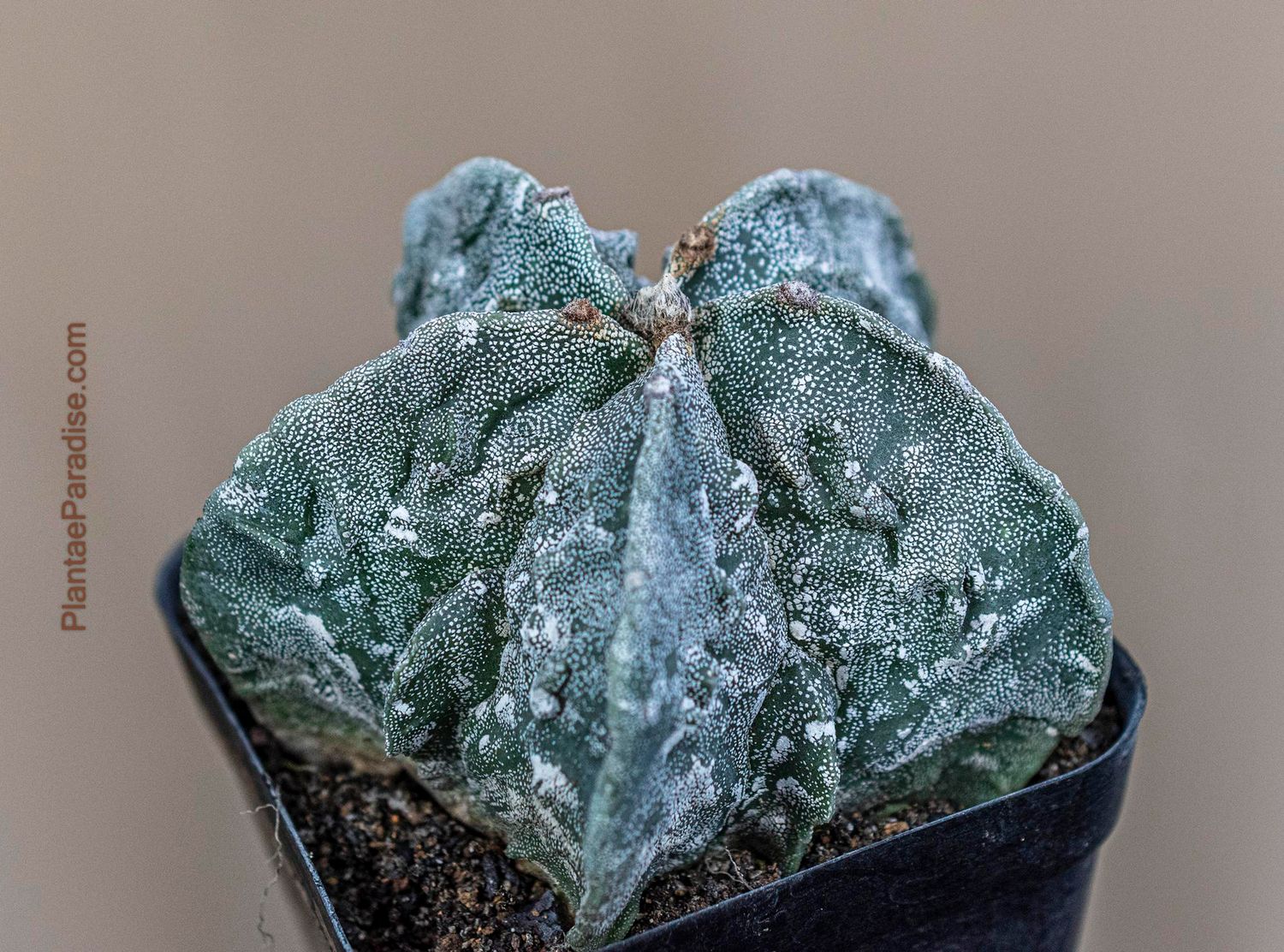 Astrophytum Myriostigma cv FUKURYU