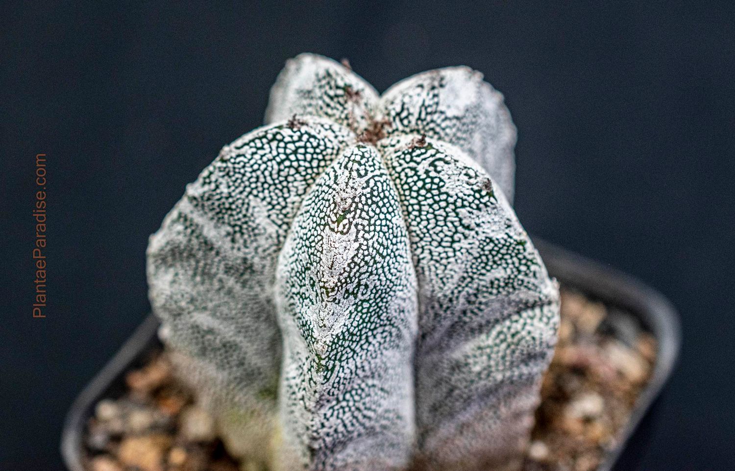 Astrophytum myriostigma cv Onzuka x Hakuun