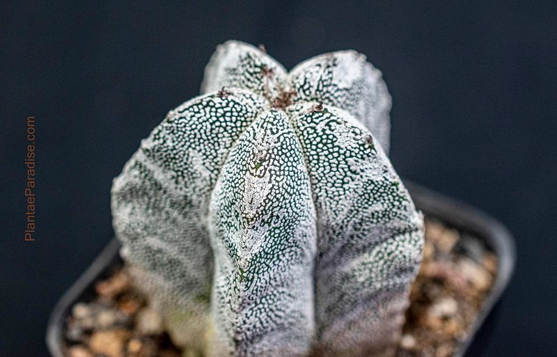 Astrophytum myriostigma cv Onzuka x Hakuun