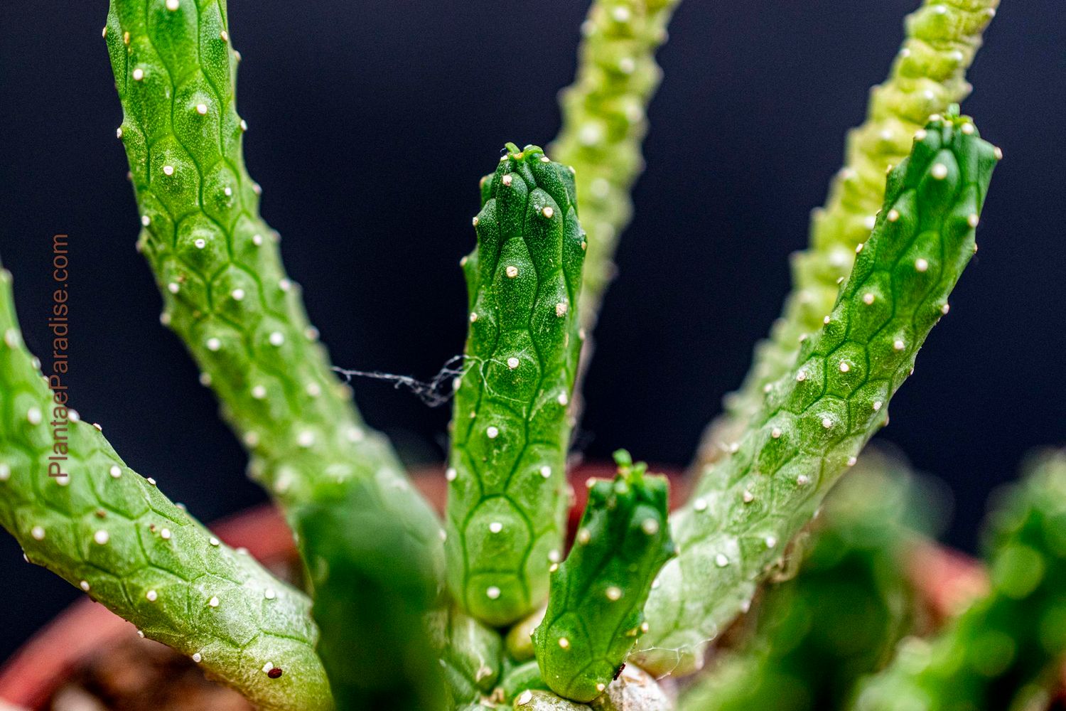 Euphorbia inermis Euphorbia inermis