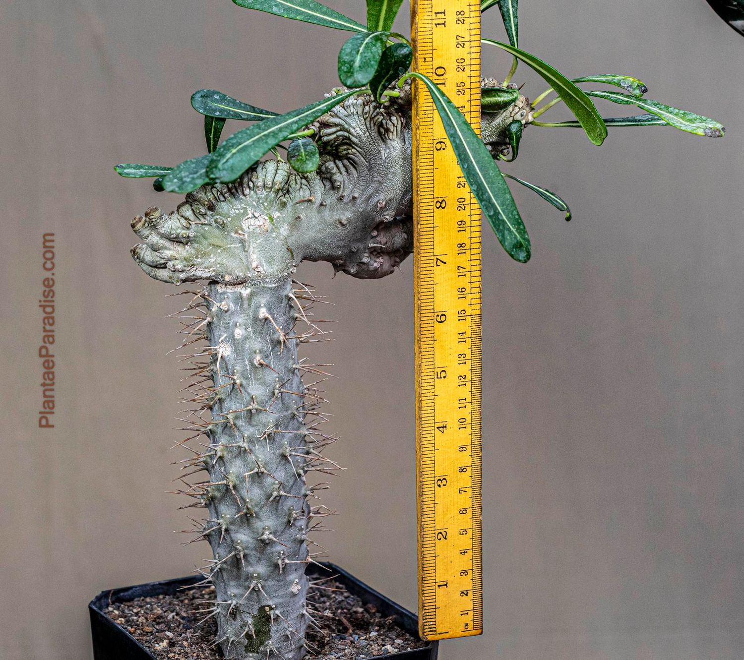 Pachypodium lamerei crest monstrose form