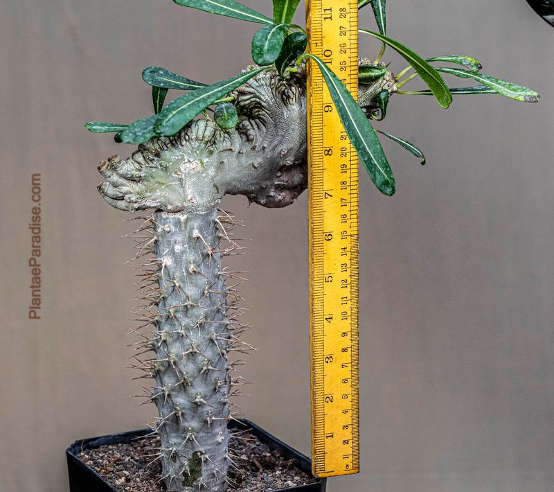 Pachypodium lamerei crest monstrose form