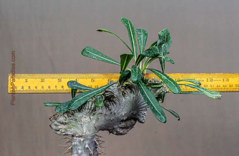 Pachypodium lamerei crest monstrose form