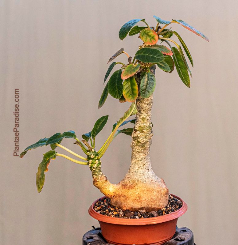 Dorstenia foetida var somalensis