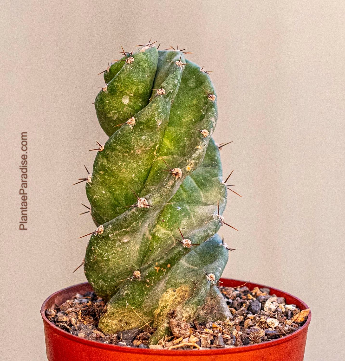 Cereus peruvianus f. tortulosus (Cereus forbesii cv. Spiralis)