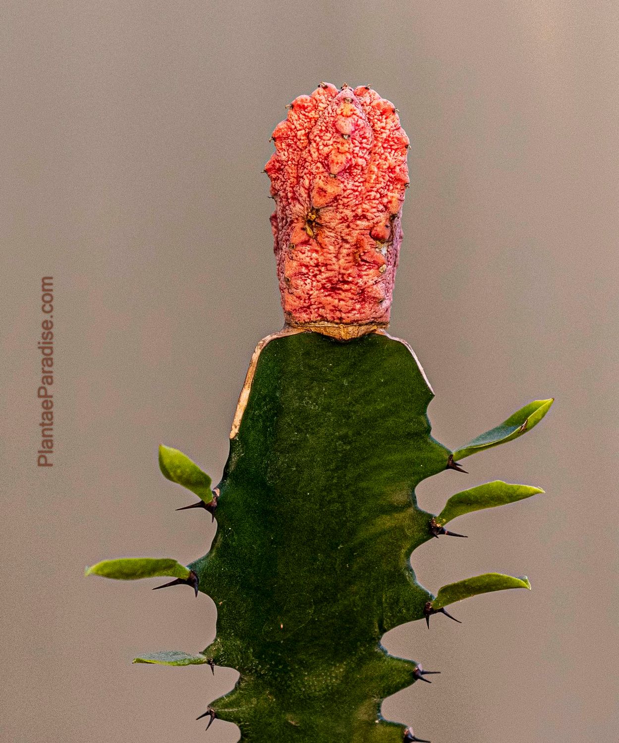 Euphorbia abdelkuri Damask Euphorbia abdelkuri Damask