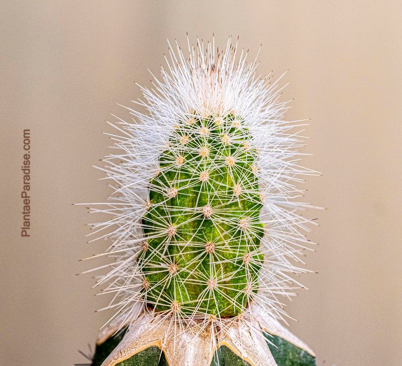 Echinocereus nivosus