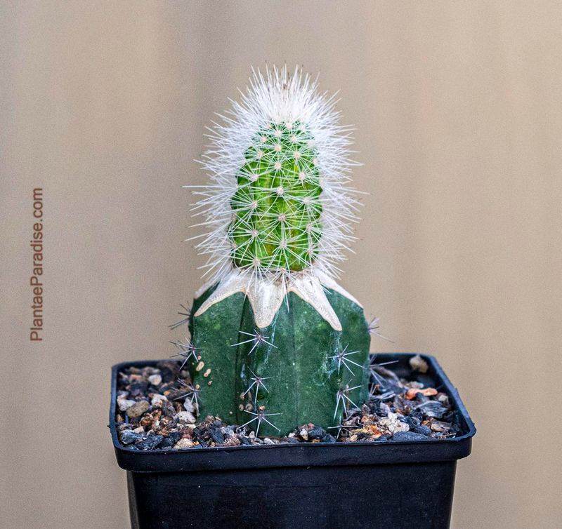 Echinocereus nivosus