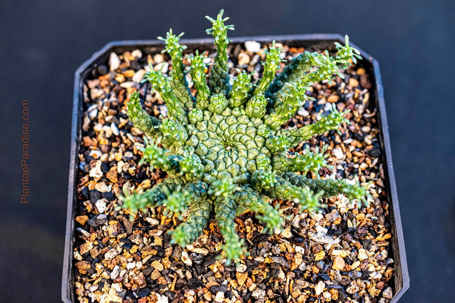 Euphorbia gorgonis Euphorbia gorgonis