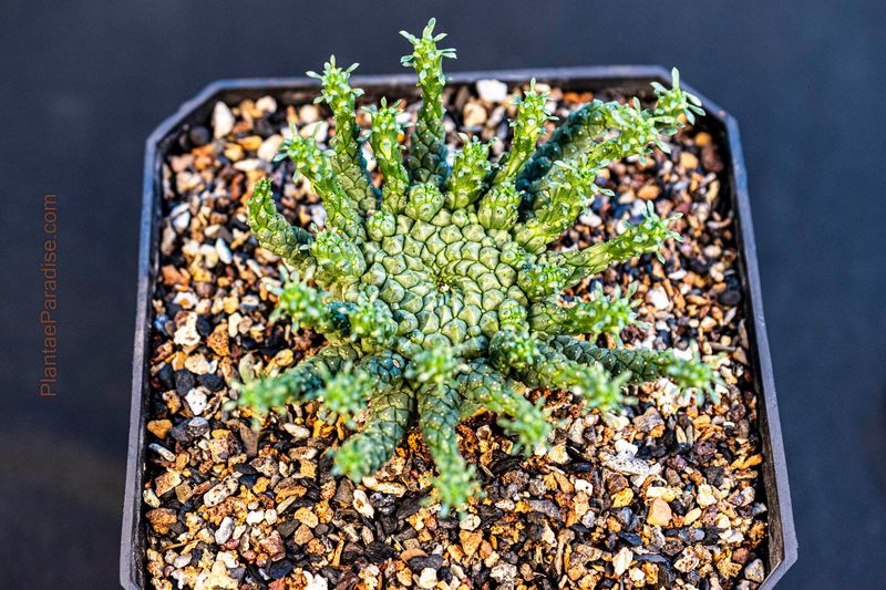 Euphorbia gorgonis Euphorbia gorgonis