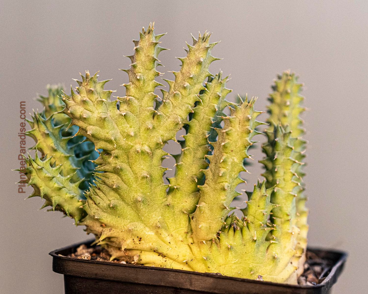 Huernia pillansii crest