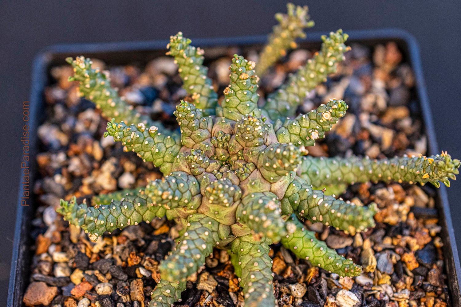 Euphorbia brevirama Euphorbia brevirama