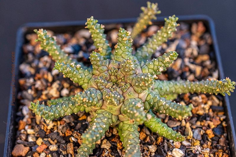 Euphorbia brevirama Euphorbia brevirama