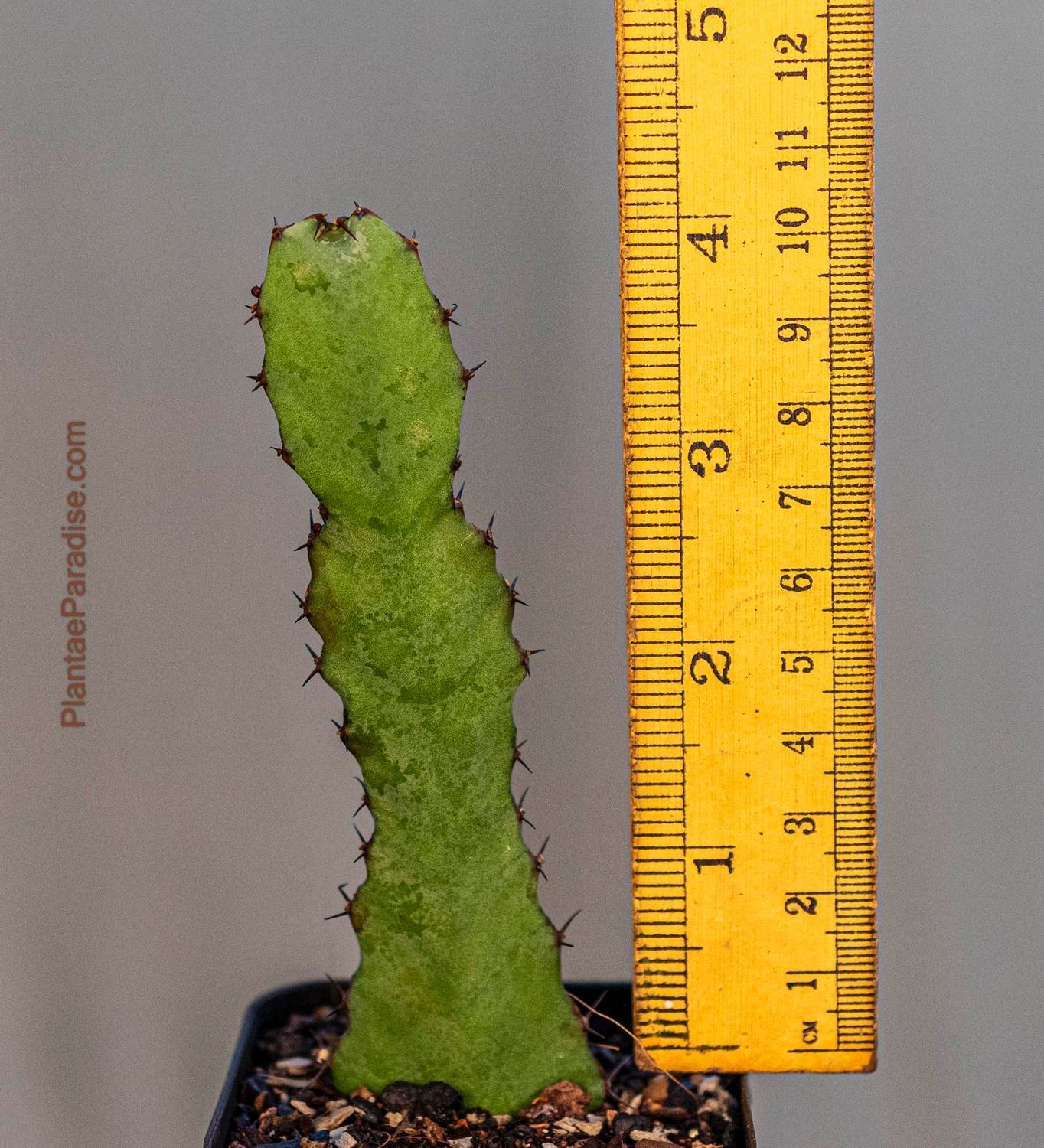 Euphorbia opuntioides Euphorbia opuntioides