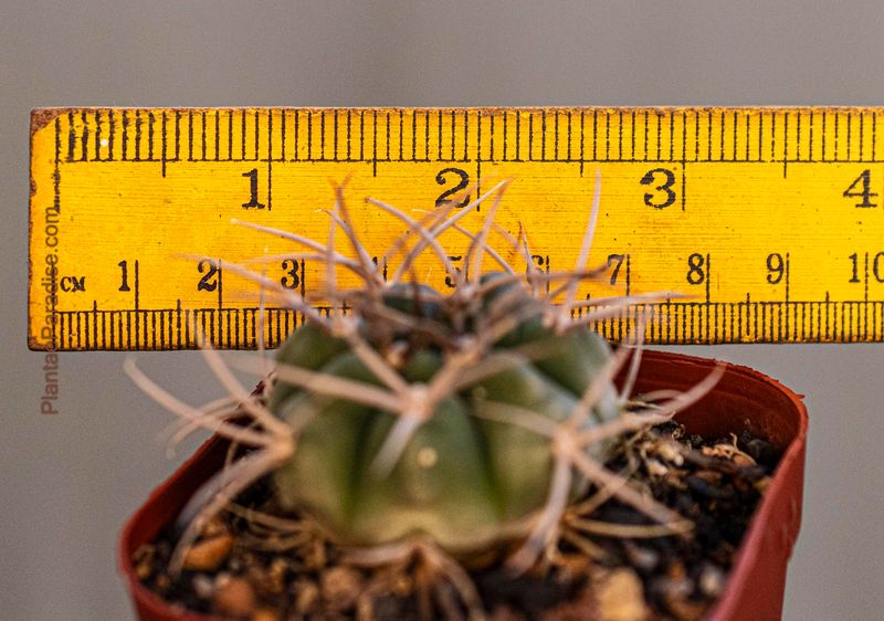 Gymnocalycium spegazzinii (Cachipampa) Gymnocalycium spegazzinii (Cachipampa)