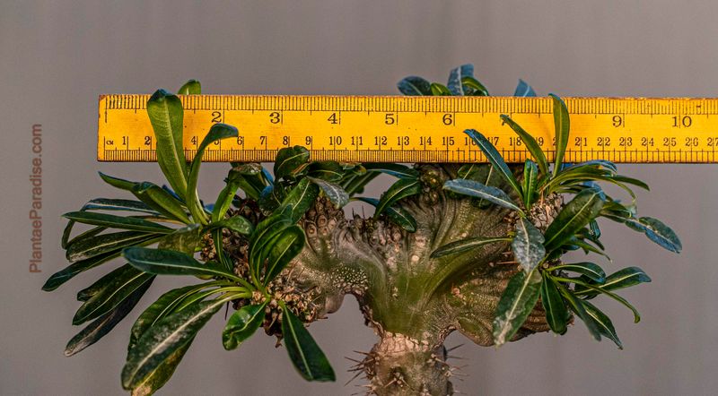 Pachypodium lamerei inermis crest