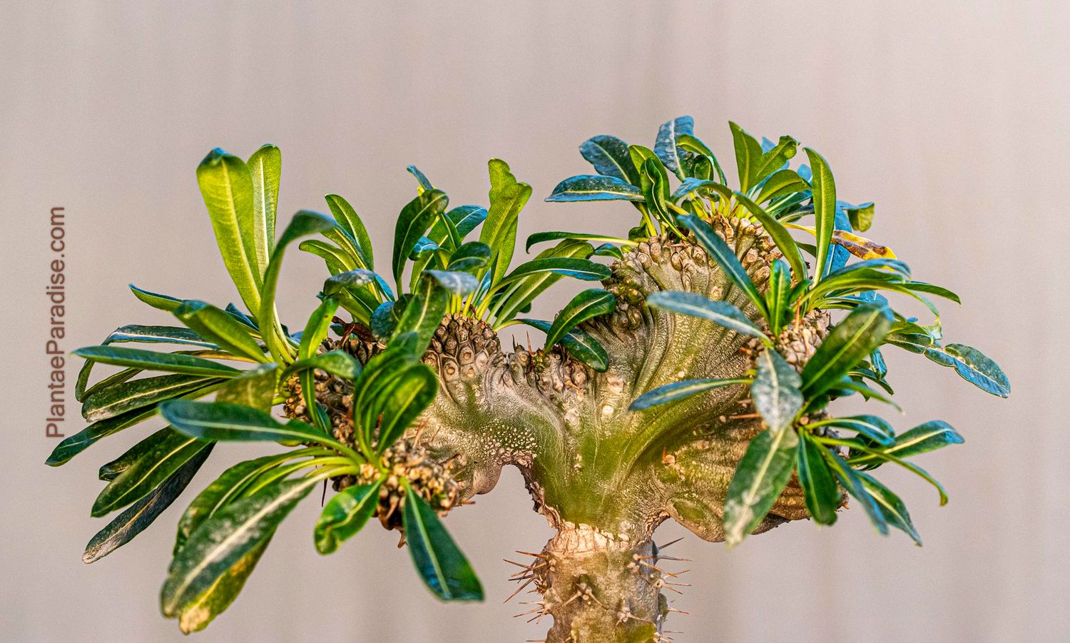 Pachypodium lamerei inermis crest
