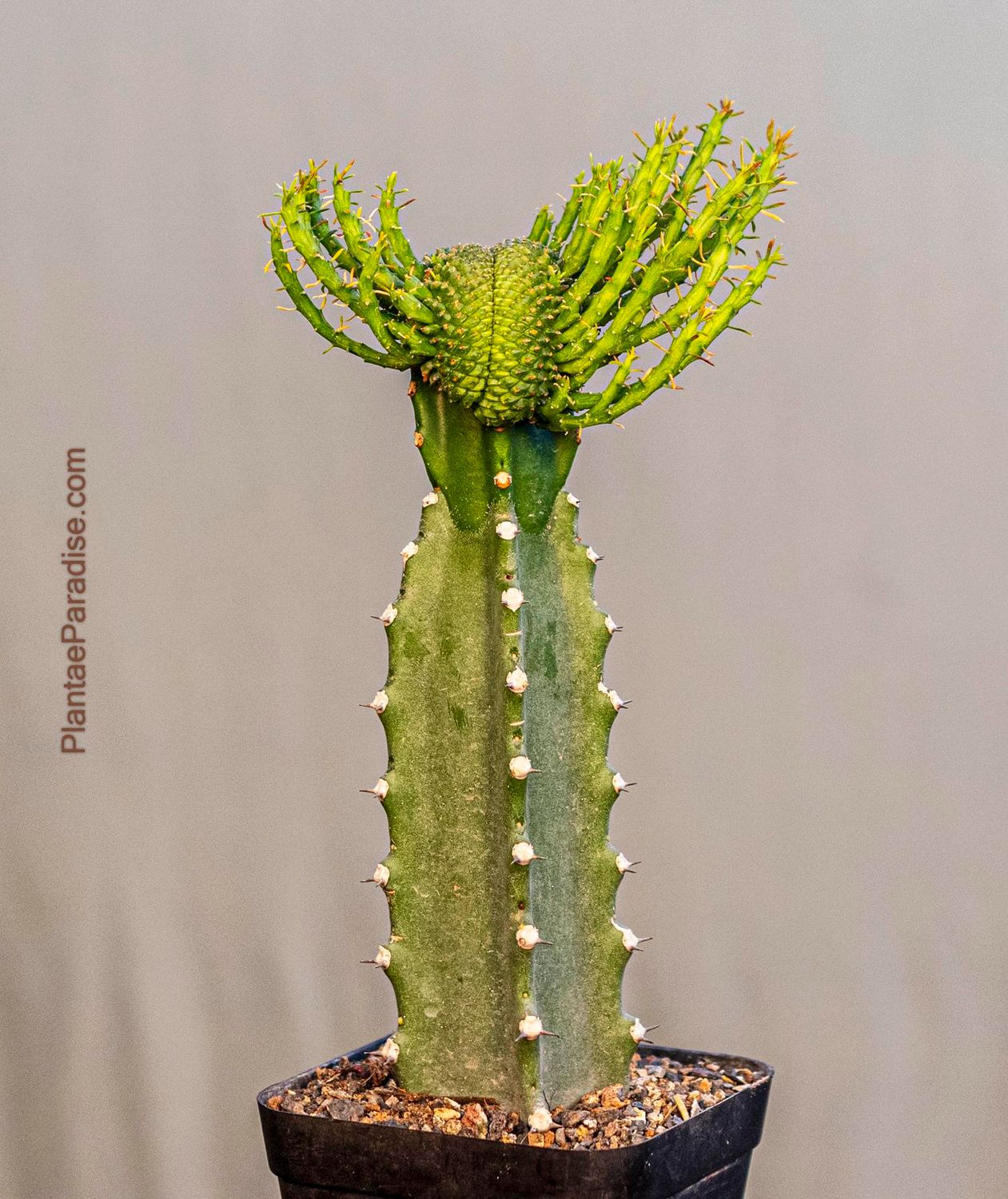 Euphorbia Flanaganii crest Euphorbia Flanaganii crest " Stem Crest"